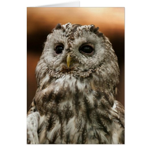 Twany Owl Cards (Front)