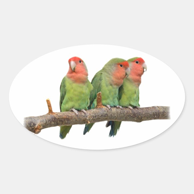 Tweet Trio Sticker (Front)