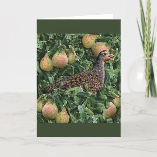 Twelve Days of Christmas _Partridge in a Pear Tree Holiday Card