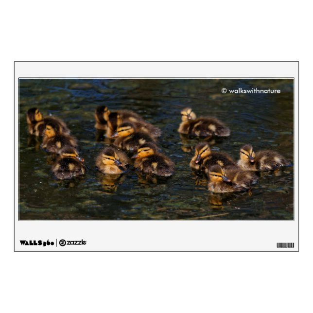 Twelve Mallard Ducklings Holding Formation Wall Decal (Front)
