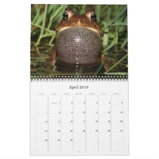 2019 Frog Photo Calendar for sale; American Toad Photo