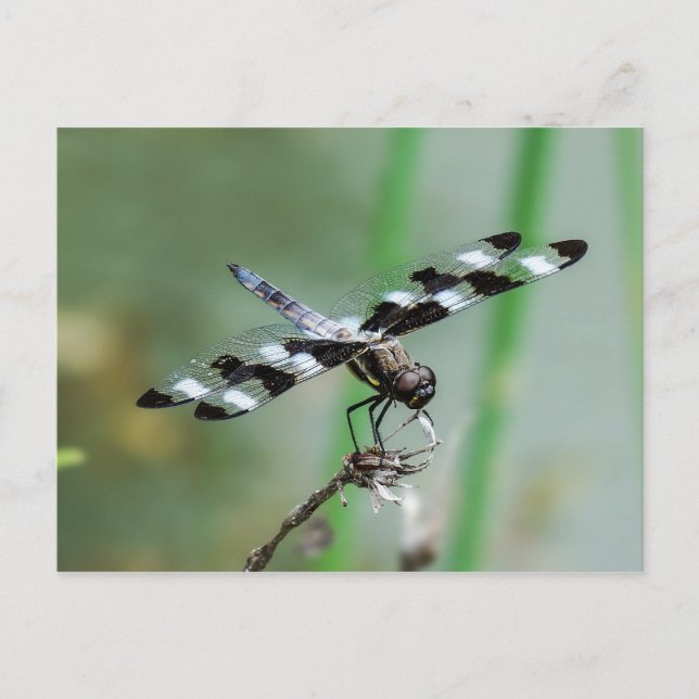 Twelve Spotted Skimmer Dragonfly Postcard (Front)