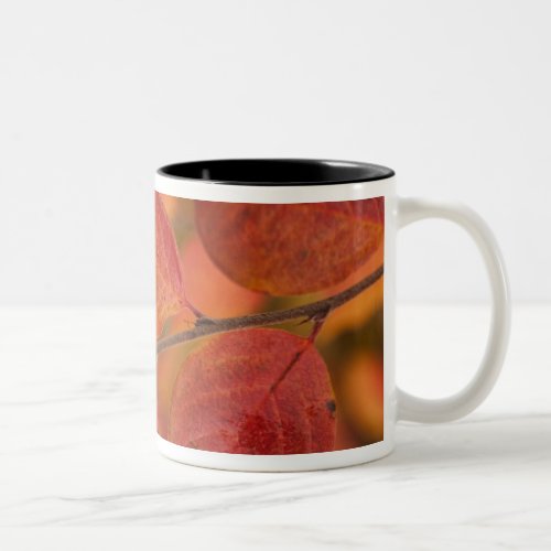 Twig covered with autumn leaves Two_Tone coffee mug