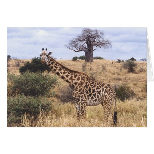 Twiga Masai (Masai Giraffe) Cards (Front Horizontal)