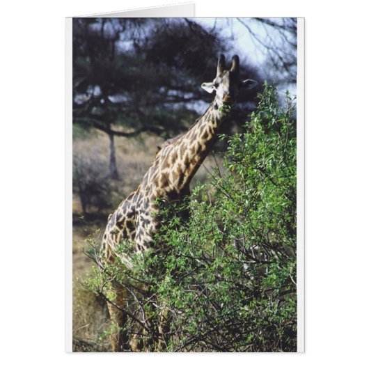Twiga Masai (Masai Giraffe) Eating (Front)