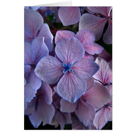 Twightlight Hydrangea Cards (Front)