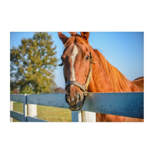 Twilight Rose  Thoroughbred Race Horse Acrylic Print