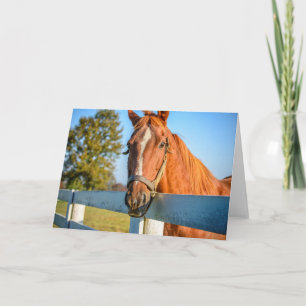 Twilight Rose Thoroughbred Race Horse Card