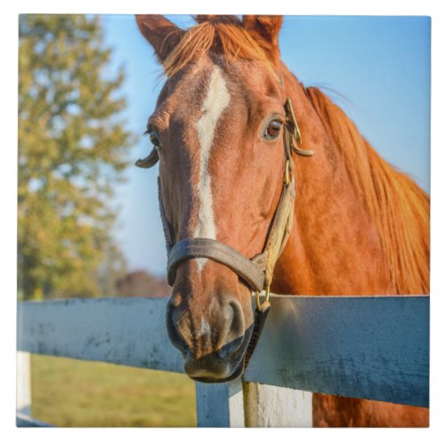 Twilight Rose  Thoroughbred Race Horse Ceramic Tile