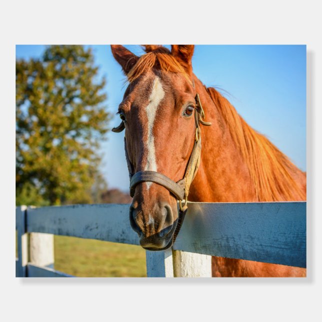 Twilight Rose | Thoroughbred Race Horse Foam Board (Front)