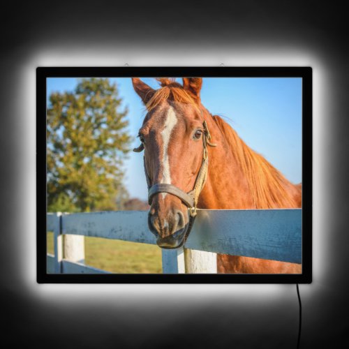 Twilight Rose  Thoroughbred Race Horse LED Sign