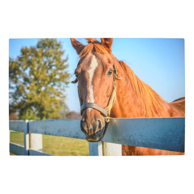 Twilight Rose | Thoroughbred Race Horse Metal Print (Front)