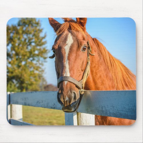 Twilight Rose  Thoroughbred Race Horse Mouse Pad