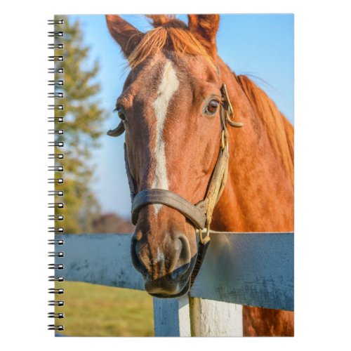 Twilight Rose  Thoroughbred Race Horse Notebook