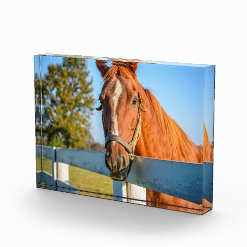 Twilight Rose  Thoroughbred Race Horse Photo Block