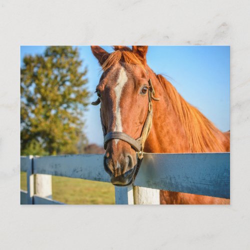 Twilight Rose  Thoroughbred Race Horse Postcard