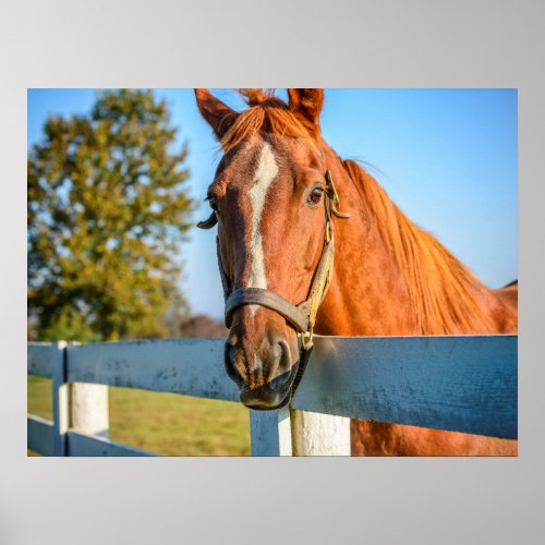 Twilight Rose  Thoroughbred Race Horse Poster