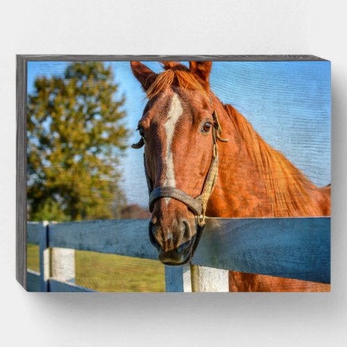 Twilight Rose  Thoroughbred Race Horse Wooden Box Sign