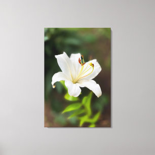 Twilight white lily canvas print