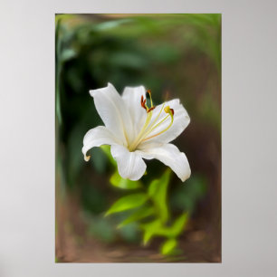 Twilight white lily poster