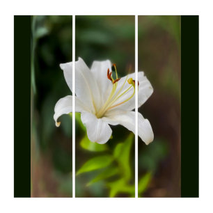 Twilight white lily triptych