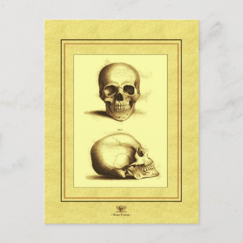 Twin Antique Skulls Postcard