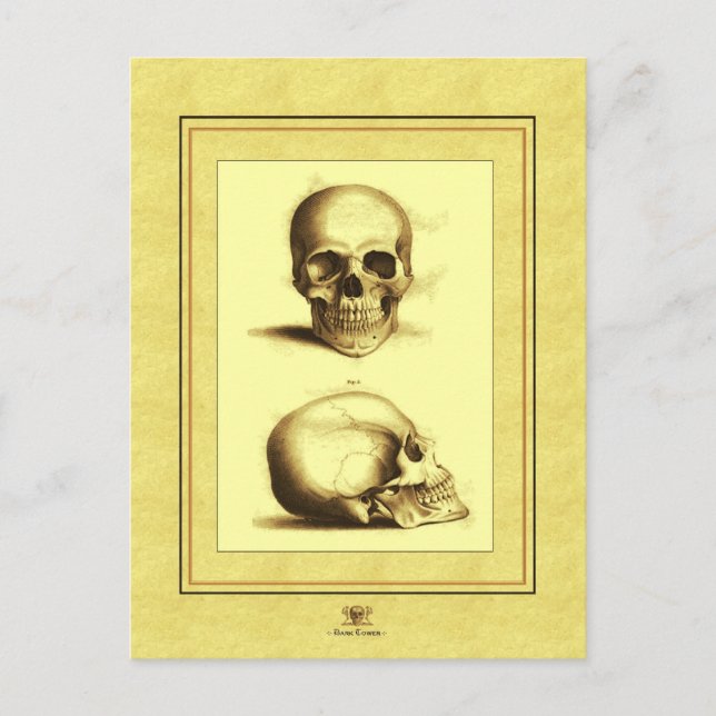 Twin Antique Skulls Postcard (Front)