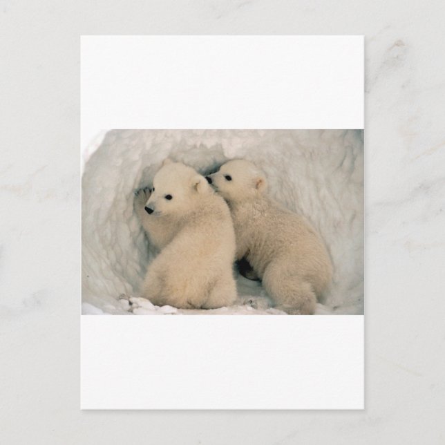 TWIN BABY POLAR BEARS POSTCARD (Front)