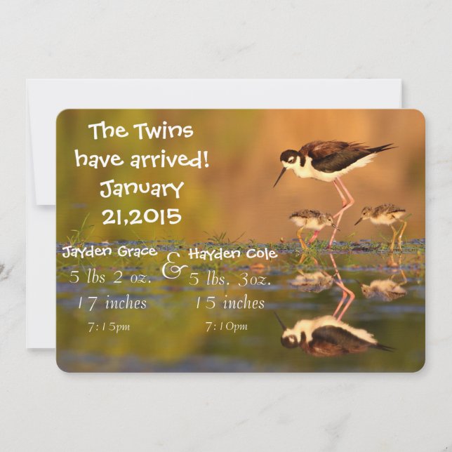 Twin black-necked Stilts Announcement (Front)