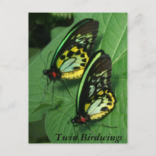 Twin Butterfly Postcard