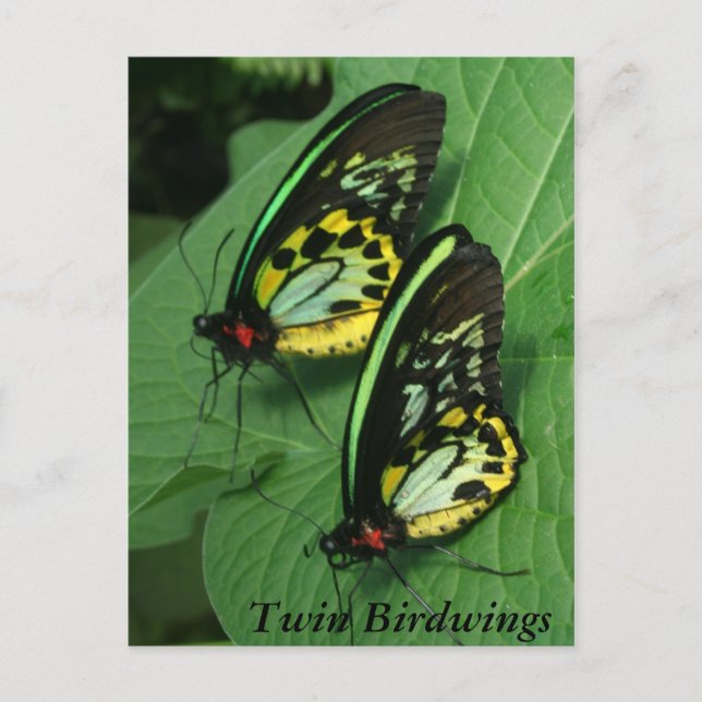 Twin Butterfly Postcard (Front)