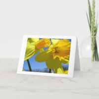 twin daffodils
