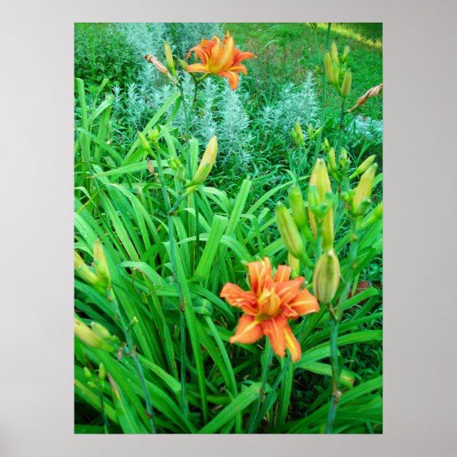 Twin Daylilies and Artemesia Poster (Front)