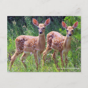Twin Fawns in the Hawkweed, whitetail deer Postcar Postcard