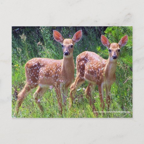 Twin Fawns in the Hawkweed whitetail deer Postcar Postcard