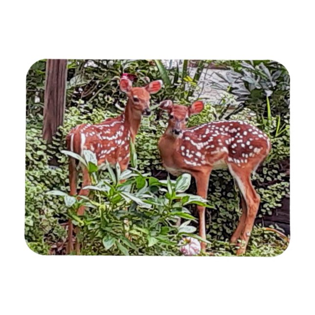 Twin Fawns Magnet (Horizontal)