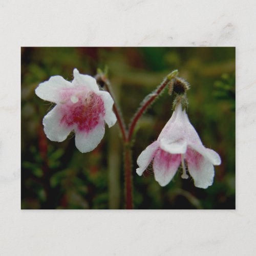 Twin Flower Blossoms Unalaska Island Postcard