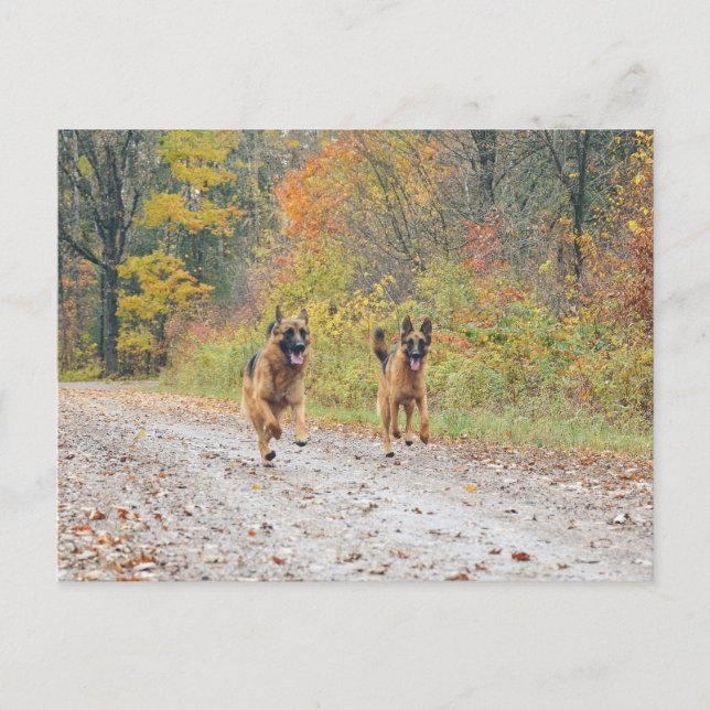 Twin German Shepherds in Autumn Leaves Postcard (Front)