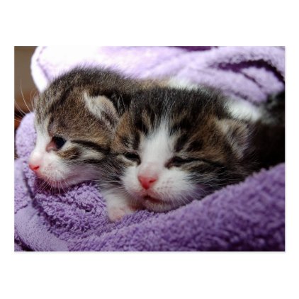 twin kittens postcard