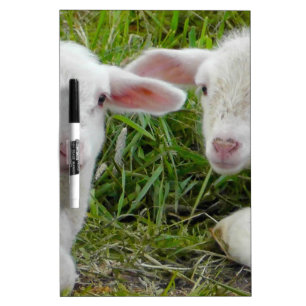 Twin Lamb Baby Animal Thinking Of You Dry-Erase Board
