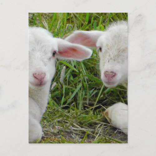 Twin Lamb Baby Animal Thinking Of You Postcard