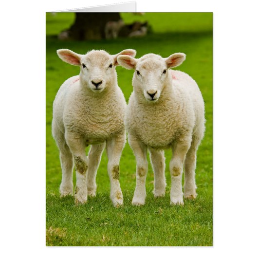 twin lambs cards (Front)