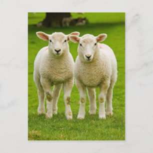 twin lambs postcard