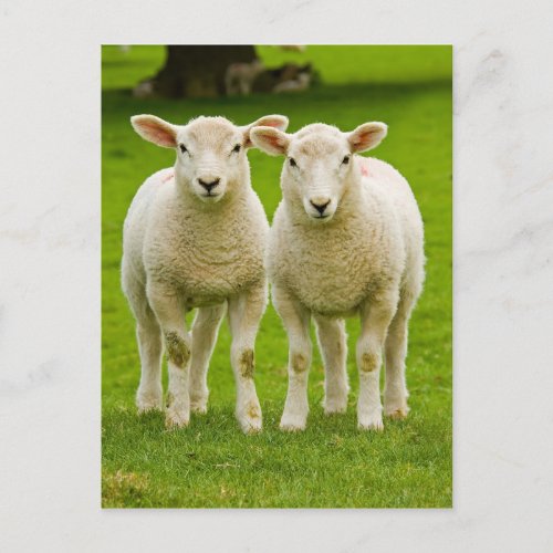 twin lambs postcard