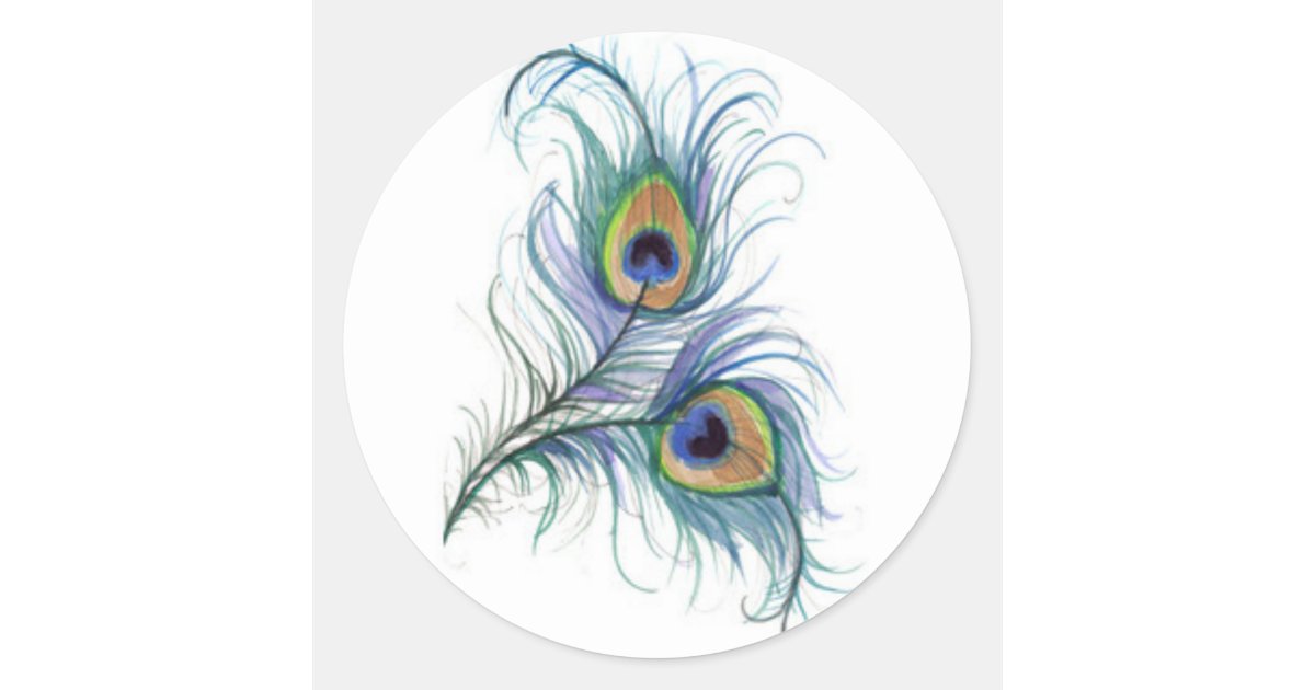 peacock feather pencil sketch