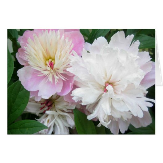 Twin Peonies Cards (Front Horizontal)