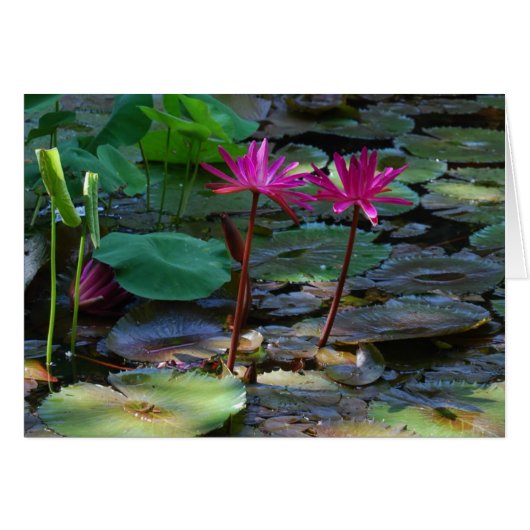 Twin Pinks (Front Horizontal)