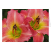 Twin Pinks - Pink Vogue Daylilies (Front Horizontal)