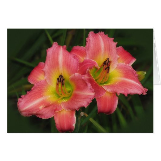 Twin Pinks - Pink Vogue Daylilies Cards (Front Horizontal)