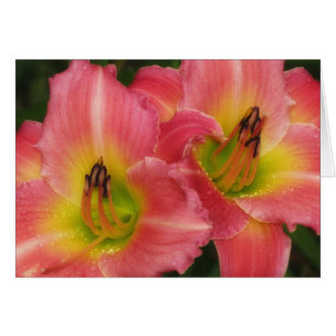 Twin Pinks - Pink Vogue Daylilies Cards